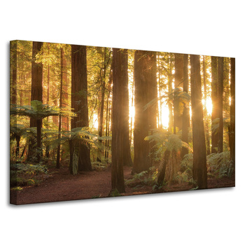 Obraz na płótnie Promienie Słońca Las Drzewa  100x60 cm